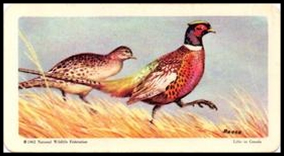 33 Ring necked Pheasant